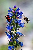 Buff-tailed bumblebee (Bombus terrestris) in flight and Six-spot Burnet (Zygaena filipendulae) on Vipersbugloss (Echium sp), limestone lawn, Pagny-la-blanche-côte, Lorraine, France