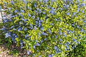 Blue blossom Ceanothus Eldorado, Ceanothus thyrsiflorus Eldorado, in bloom
