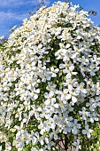 Gold wool clematis, Clematis chrysocoma var. sericea, flowers