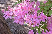 Kurume azalea, Azalea Hinomayo, flowers