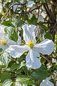 Gold wool clematis, Clematis chrysocoma var. sericea, flower
