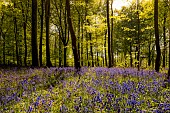 Bluebells (Hyacinthoides non scripta) in bloom in spring, Pas de Calais, France