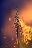 Lizard orchid (Himantoglossum hircinum) on a dune in the Baie dOrne at Sword Beach, Normandy, France