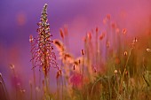 Lizard orchid (Himantoglossum hircinum) on a dune in the Baie dOrne at Sword Beach, Normandy, France