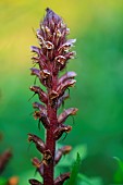 Sea-holly Broomrape (Orobanche amethystea) on the Omaha Beach site in Calvados, Normandy, France