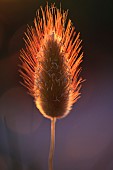 Harestail grass (Lagurus ovatus) against the setting sun in the dunes of Utah Beach, Normandy, France