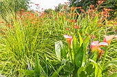 Zantedeschia x elliottiana Rehmanii, Crocosmia crocosmiflora Star of the East