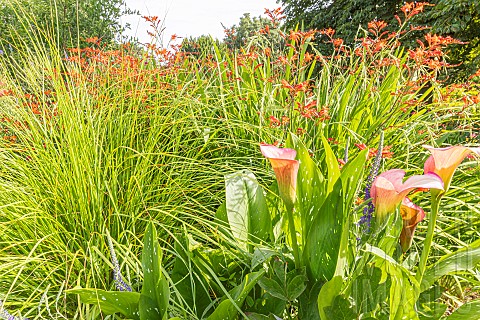 Zantedeschia_x_elliottiana_Rehmanii_Crocosmia_crocosmiflora_Star_of_the_East