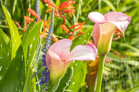 Arum_Zantedeschia_x_elliottiana_Rehmanii_flowers