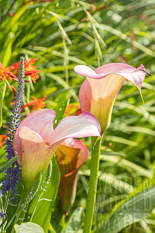 Arum_Zantedeschia_x_elliottiana_Rehmanii_flowers