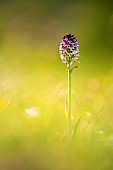 Burnt orchid (Neotinea ustulata) on a high meadow in spring - Drôme - France