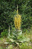 White mullein (Verbascum thapsus) in bloom in front of black poplars on the banks of the Allier River - Auvergne - France