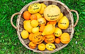 Citrus exhibition, Fête des jardiniers in the grounds of Château du Lude, Le Lude, Sarthe, France