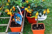 Kumquat citrus fruit, King Renés citrus fruit, Gardeners Festival in the grounds of Château du Lude, Le Lude, Sarthe, France