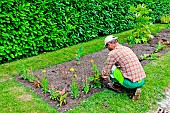 City gardener planting flowers in a flowerbed at Parc de Tesse, public garden, Le Mans, Sarthe, Pays de la Loire, France