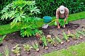 Municipal gardener planting flowers in pots and a large Aralia Fatsia plant in the Parc de Tessè, Le Mans, Sarthe, France