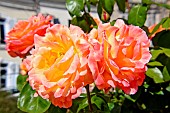 Roses Philippe Noiret au jardin des plantes, Le Mans, Sarthe, France