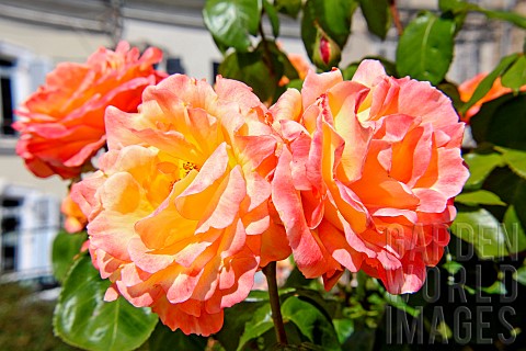 Roses_Philippe_Noiret_au_jardin_des_plantes_Le_Mans_Sarthe_France