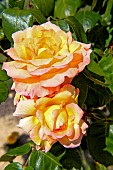 Roses Philippe Noiret au jardin des plantes, Le Mans, Sarthe, France