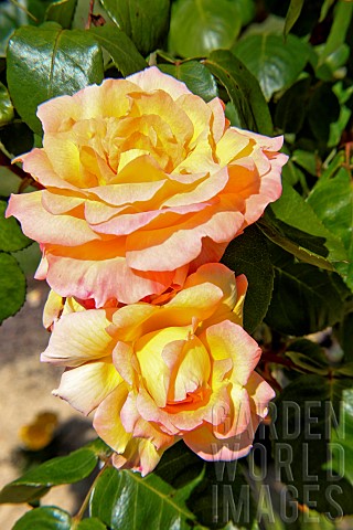 Roses_Philippe_Noiret_au_jardin_des_plantes_Le_Mans_Sarthe_France