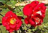 Ketchup and Mustard Roses at the Jardin des Plantes, Le Mans, Sarthe, France