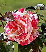 Rose Brocéiande, Jardin des plantes, Le Mans, Sarthe, France