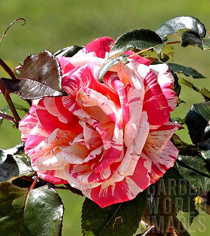 Rose_Brociande_Jardin_des_plantes_Le_Mans_Sarthe_France