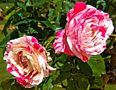 Roses Scentimental au jardin des plantes, Le Mans, Sarthe, France
