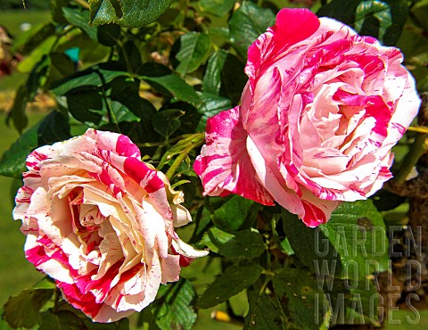 Roses_Scentimental_au_jardin_des_plantes_Le_Mans_Sarthe_France