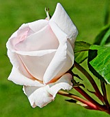 Rose blanche Baie des Anges au jardin des plantes, Le Mans, Sarthe, France