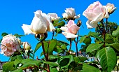 White roses Baie des Anges au jardin des plantes, Le Mans, Sarthe, France