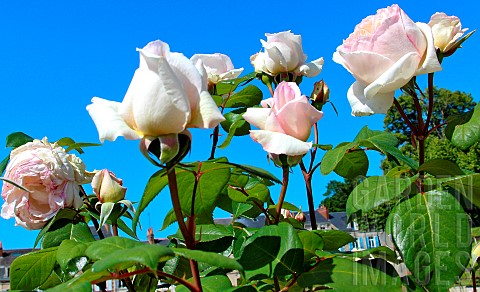 White_roses_Baie_des_Anges_au_jardin_des_plantes_Le_Mans_Sarthe_France
