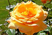 Rose Philippe Noiret au jardin des plantes, Le Mans, Sarthe, France