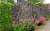 Red valerian (Centranthus ruber) in bloom and low stone wall along a village street, Sarthe, France