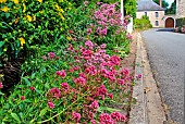 Red valerian (Centranthus ruber) in bloom and low stone wall along a village street, Sarthe, France
