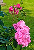 Rose Parfum de Liberté in the Jardin des Plantes, Le Mans, Sarthe, France