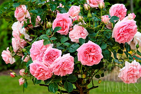 Rose_La_fontaine_aux_perles_au_jardin_des_plantes_Le_Mans_Sarthe_France