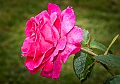 Rose Violette parfumée in the jardin des plantes, Le Mans, Sarthe, France