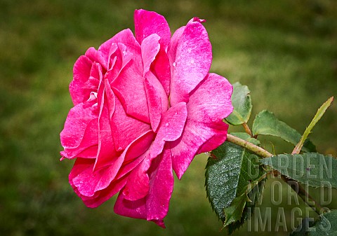 Rose_Violette_parfume_in_the_jardin_des_plantes_Le_Mans_Sarthe_France