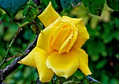 Rose jaune Landora au jardin des plantes, Le Mans, Sarthe, France