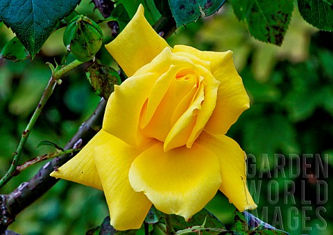 Rose_jaune_Landora_au_jardin_des_plantes_Le_Mans_Sarthe_France
