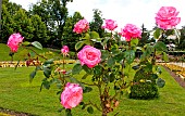Rose Diane De Poitier au jardin des plantes, Le Mans, Sarthe, France