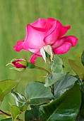 Rose Manou Meilland in the Jardin des Plantes, Le Mans, Sarthe, France