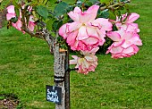 Rose Sweet Delight at the Jardin des Plantes in Le Mans, Sarthe, France