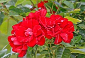 Roses Michel Strogoff in the Jardin des Plantes, Le Mans, Sarthe, France