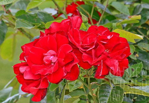 Roses_Michel_Strogoff_in_the_Jardin_des_Plantes_Le_Mans_Sarthe_France