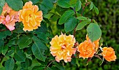 Rose Tequila in the Jardin des Plantes, Le Mans, Sarthe, France