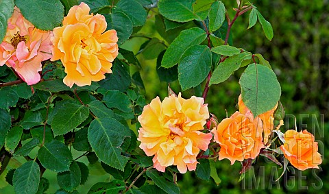 Rose_Tequila_in_the_Jardin_des_Plantes_Le_Mans_Sarthe_France