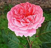 Rose Amour de Molène in the Jardin des Plantes, Le Mans, Sarthe, France