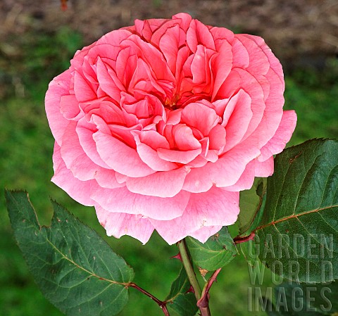 Rose_Amour_de_Molne_in_the_Jardin_des_Plantes_Le_Mans_Sarthe_France